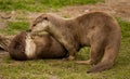 Two playing otters