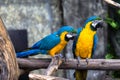 Two playing parrots in love