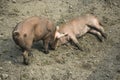 Two playing piglets