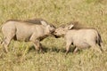 Two playing warthogs in dry grass