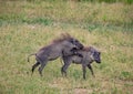Two playing Warthogs in the savannah of the Chobe Nationalpark in Botswana Royalty Free Stock Photo