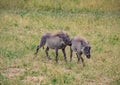 Two playing Warthogs in the savannah of the Chobe Nationalpark in Botswana Royalty Free Stock Photo