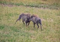 Two playing Warthogs in the savannah of the Chobe Nationalpark in Botswana Royalty Free Stock Photo