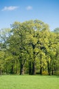 Two pld oak trees in spring park Royalty Free Stock Photo