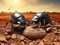 Two plugging dung beetles Royalty Free Stock Photo