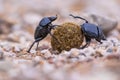 Two plugging dung beetles Royalty Free Stock Photo