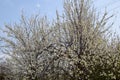 Two plum blossoming trees. Blooming garden