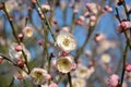 Two plum blossoms on the branch Royalty Free Stock Photo