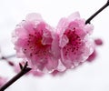 Two plum tree blossoms with rain drops Royalty Free Stock Photo