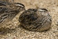 Two plump quails