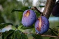 Two plums with damage to the plums on the tree