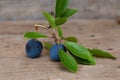 Two plums with leafs on wooden background Royalty Free Stock Photo