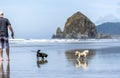 Two pocket dogs walk on a leash along the shore of the Northwest Pacific