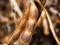 Two pods of dry ripe soya on the plantation, macro