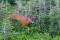 Two point buck with velvet antlers in the forest