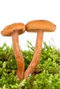 Two poisonous agaric on the green moss