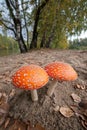 Two fly agaric on the edge of the forest Royalty Free Stock Photo