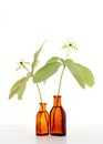 Two poisonous herb paris plants in old bottles Royalty Free Stock Photo