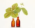 Two poisonous herb paris plants in old bottles Royalty Free Stock Photo