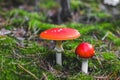 two poisonous mushroom amanita with red caps on green moss. Fly agaric danger to mushroom pickers. Royalty Free Stock Photo