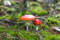 Two poisonous mushroom amanita with red caps on green moss. Fly agaric danger to mushroom pickers. Royalty Free Stock Photo