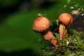 Two poisonous mushrooms on a mossy meadow.