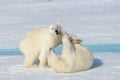 Two polar bear cubs playing together on the ice Royalty Free Stock Photo