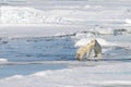 Two polar bear cubs playing together on the ice Royalty Free Stock Photo