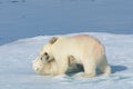 Two polar bear cubs playing together on the ice