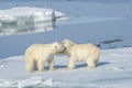 Two polar bear cubs playing together on the ice Royalty Free Stock Photo