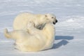 Two polar bear cubs playing together on the ice Royalty Free Stock Photo