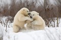 two polar bear cubs tumbling over each other in playful fight