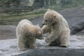 Two polar bear cubs Royalty Free Stock Photo