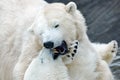 Two polar bear fighting on drift ice in Arctic Svalbard. Detail of fight. Big dangerous animal from Arctic. Royalty Free Stock Photo