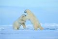 Two polar bear fighting on drift ice in arctict Svalbard
