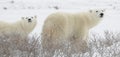 Two polar bears Royalty Free Stock Photo