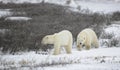 Two polar bears. Royalty Free Stock Photo