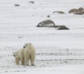 Two polar bears. 2 Royalty Free Stock Photo