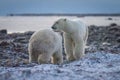 Two polar bears cross kelp on seashore Royalty Free Stock Photo