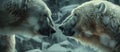 Two Polar Bears Facing Off in Snow Royalty Free Stock Photo