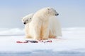 Two polar bears with killed seal. White bear feeding on drift ice with snow, Svalbard, Norway. Bloody nature with big animals. Royalty Free Stock Photo