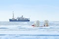 Two polar bears with killed seal. White bear feeding on drift ice with snow, Svalbard, Norway. Bloody nature with big animals. Royalty Free Stock Photo