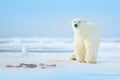 Two polar bears with killed seal. White bear feeding on drift ice with snow, Svalbard, Norway. Bloody nature with big animals. Royalty Free Stock Photo