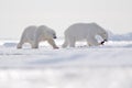 Two polar bears with killed seal. White bear feeding on drift ice with snow, Svalbard, Norway. Bloody nature with big animals. Royalty Free Stock Photo