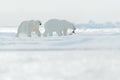 Two polar bears with killed seal. White bear feeding on drift ice with snow, Svalbard, Norway. Bloody nature with big animals. Royalty Free Stock Photo