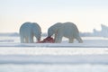 Two polar bears with killed seal. White bear feeding on drift ice with snow, Svalbard, Norway. Bloody nature with big animals. Royalty Free Stock Photo