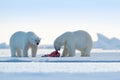 Two polar bears with killed seal. White bear feeding on drift ice with snow, Svalbard, Norway. Bloody nature with big animals. Royalty Free Stock Photo