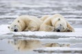 Two polar bears are lying and relaxing on the snow Royalty Free Stock Photo