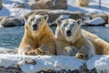 Two polar bears are lying and relaxing on the snow Royalty Free Stock Photo