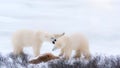 Two white fluffy polar bears in the Arctic snow. Royalty Free Stock Photo